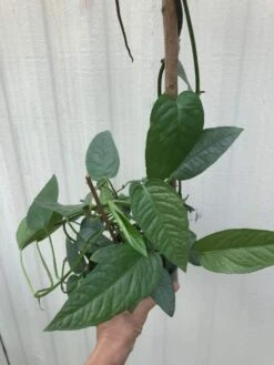 LIVE Epipremnum Pinnatum 'Cebu Blue' Pothos - In 4" Pot