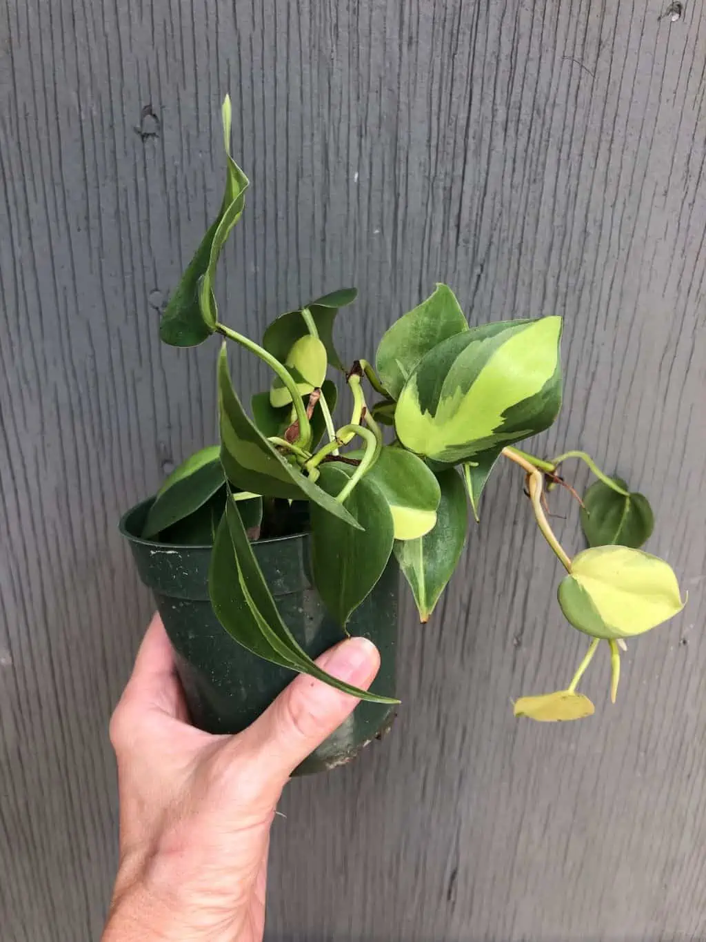 LIVE Philodendron Hederaceum 'Brasil' Plant In 3" Pot - Image 4