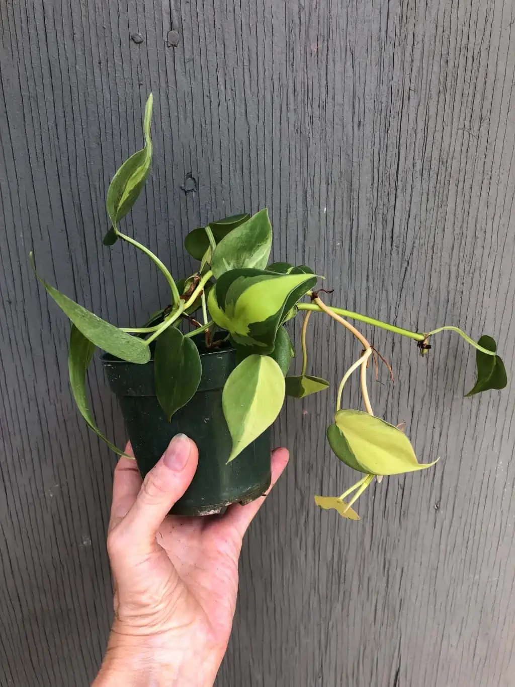 LIVE Philodendron Hederaceum 'Brasil' Plant In 3" Pot - Image 2