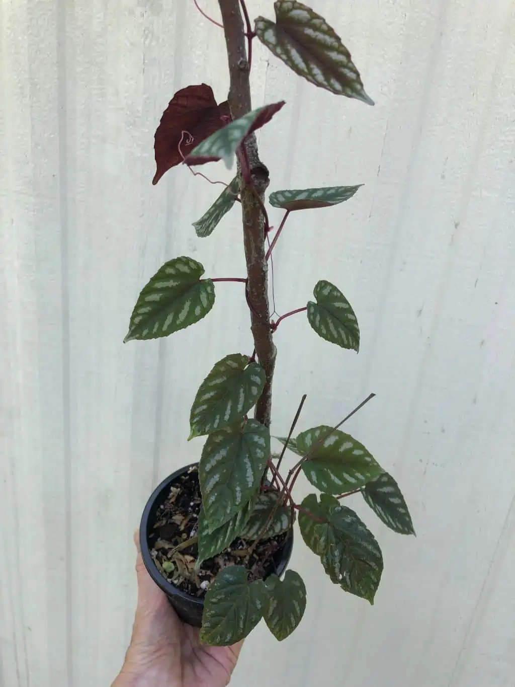 Cissus Discolor Plant, Begonia Vine In 4" Pot