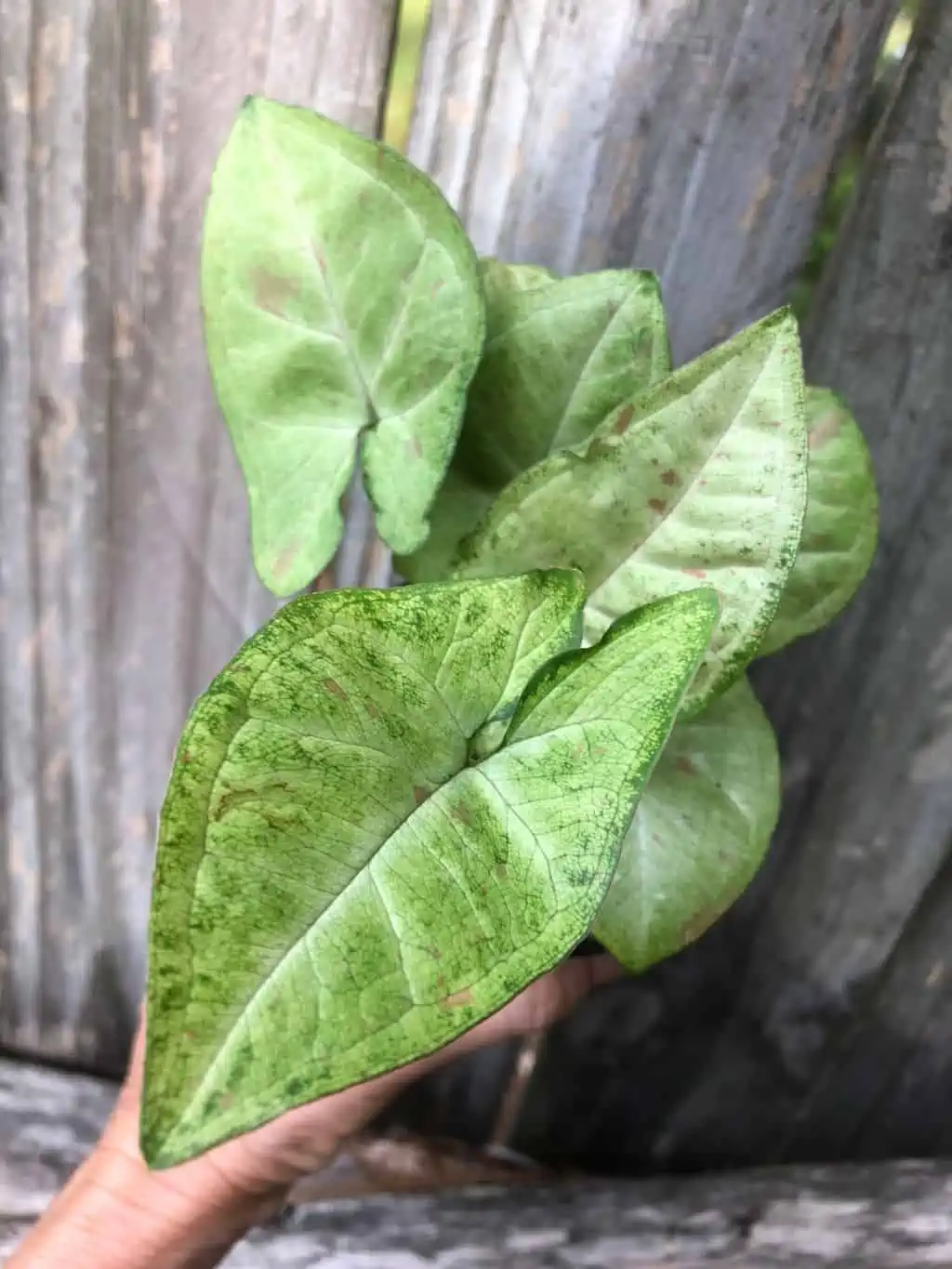 Syngonium Podophyllum Arrowhead 'Confetti' Plant In 3" Or 4" Pot - Image 2