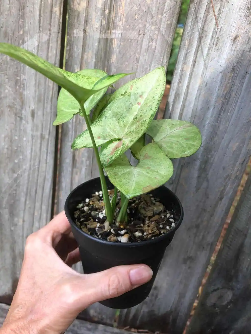 Syngonium Podophyllum Arrowhead 'Confetti' Plant In 3" Or 4" Pot - Image 3