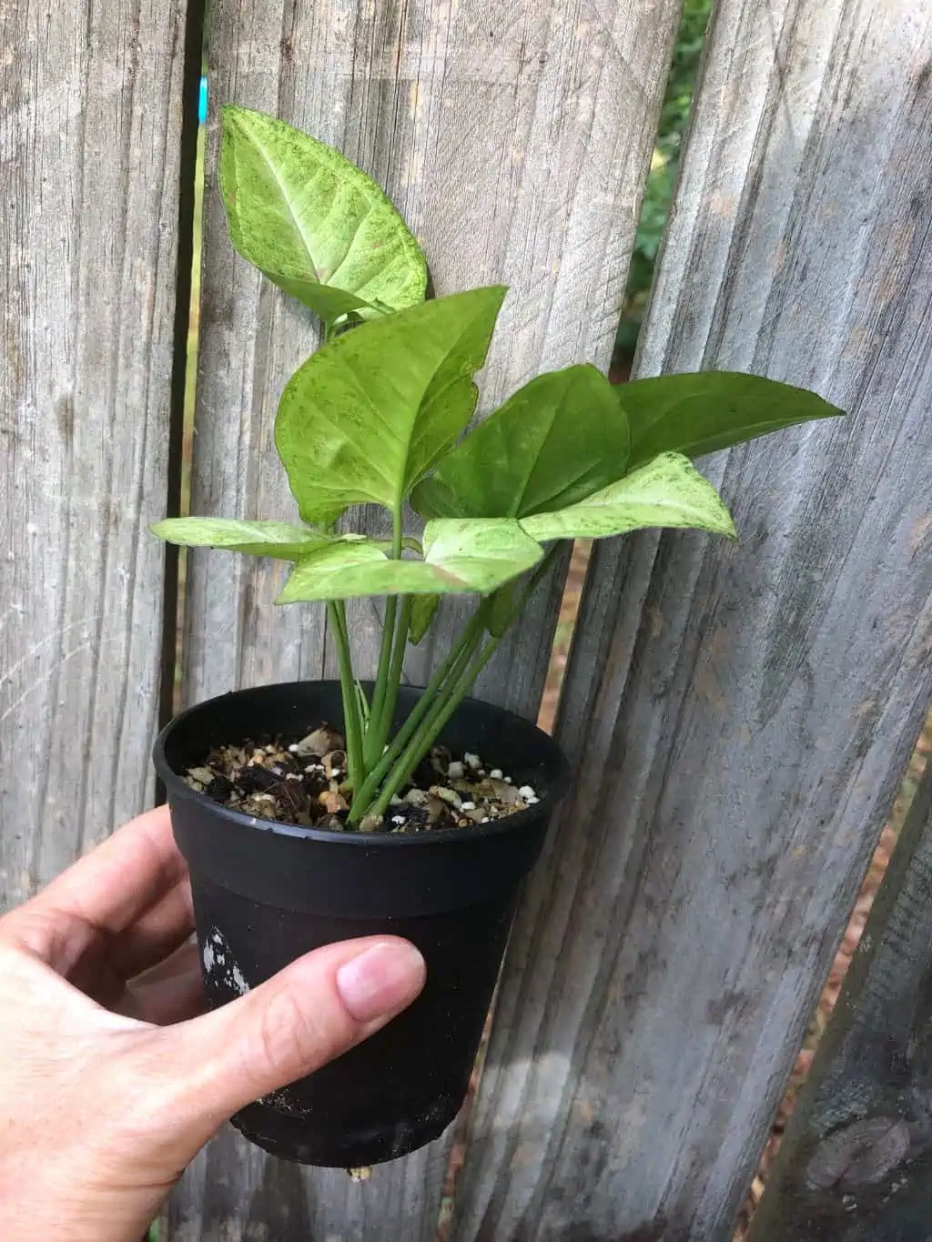 Syngonium Podophyllum Arrowhead 'Confetti' Plant In 3" Or 4" Pot - Image 4