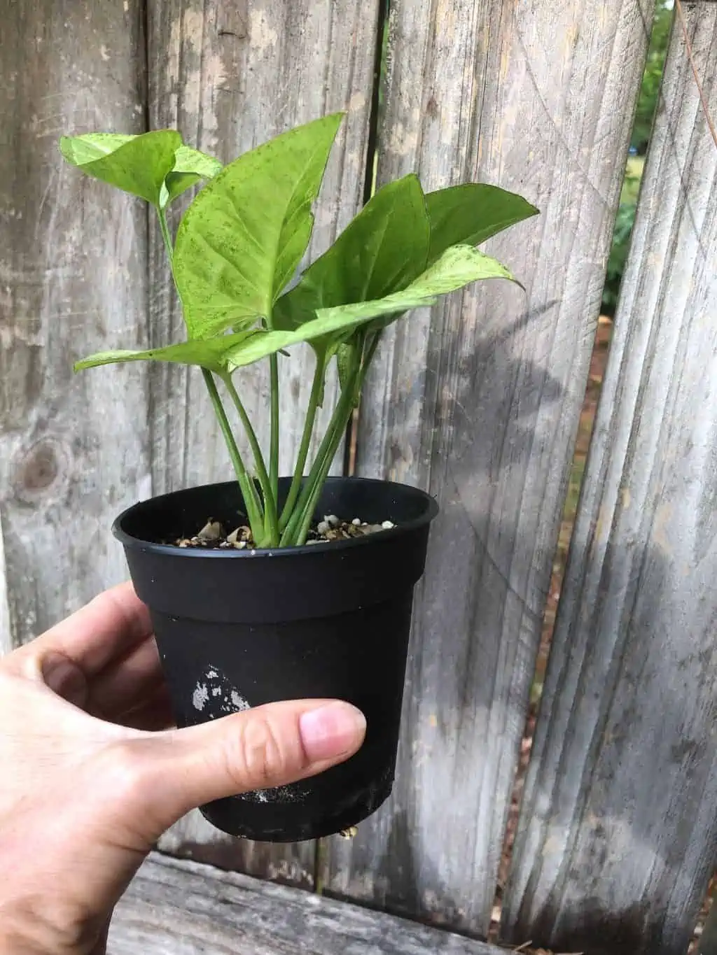 Syngonium Podophyllum Arrowhead 'Confetti' Plant In 3" Or 4" Pot - Image 5