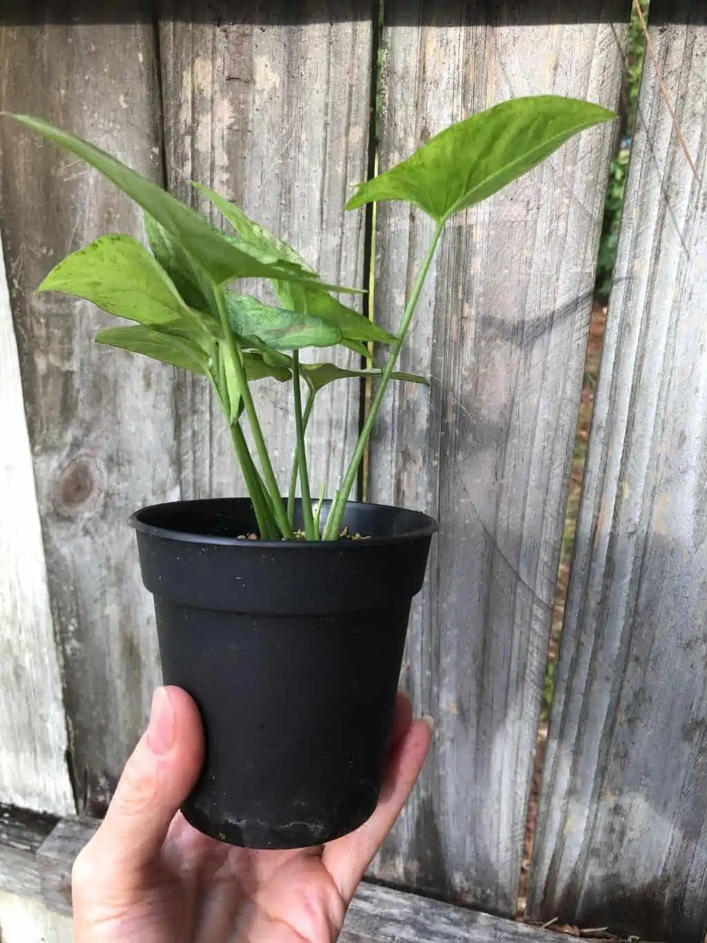 Syngonium Podophyllum Arrowhead 'Confetti' Plant In 3" Or 4" Pot - Image 6