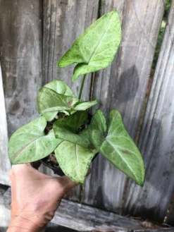 Syngonium Podophyllum Arrowhead 'Confetti' Plant In 3" Or 4" Pot