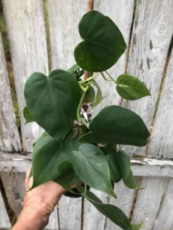 Philodendron Scandens Plant In 4" Pot, Green Philodendron, Heartleaf Philodendron