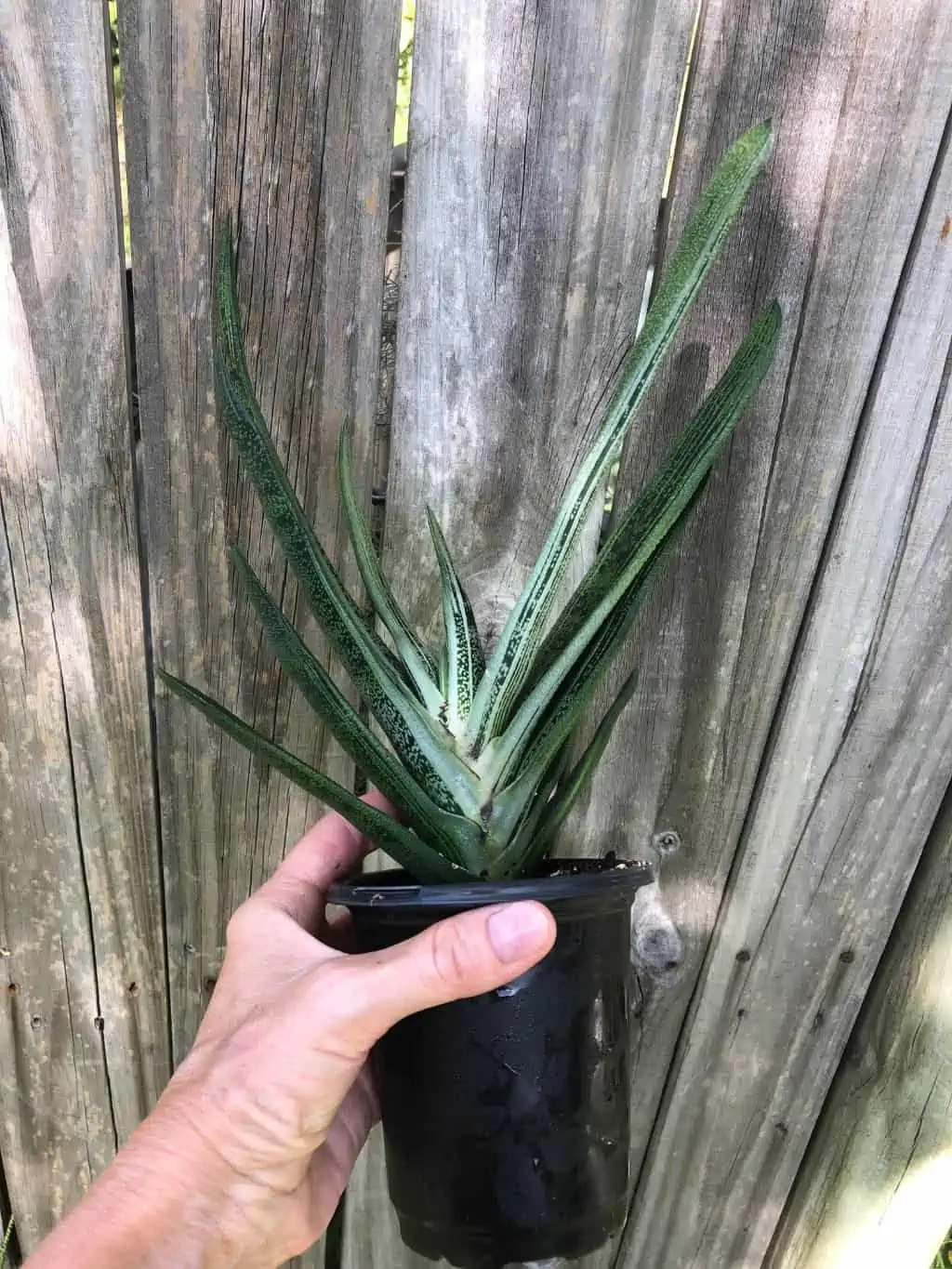 Live Gasteria Little Warty - Large Plant In 4" Pot - Image 6