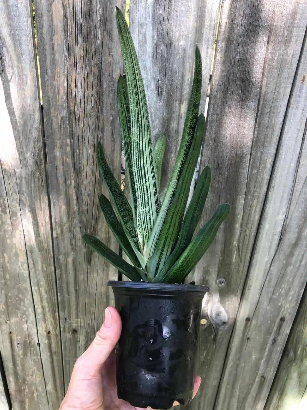 Live Gasteria Little Warty - Large Plant In 4" Pot - Image 4