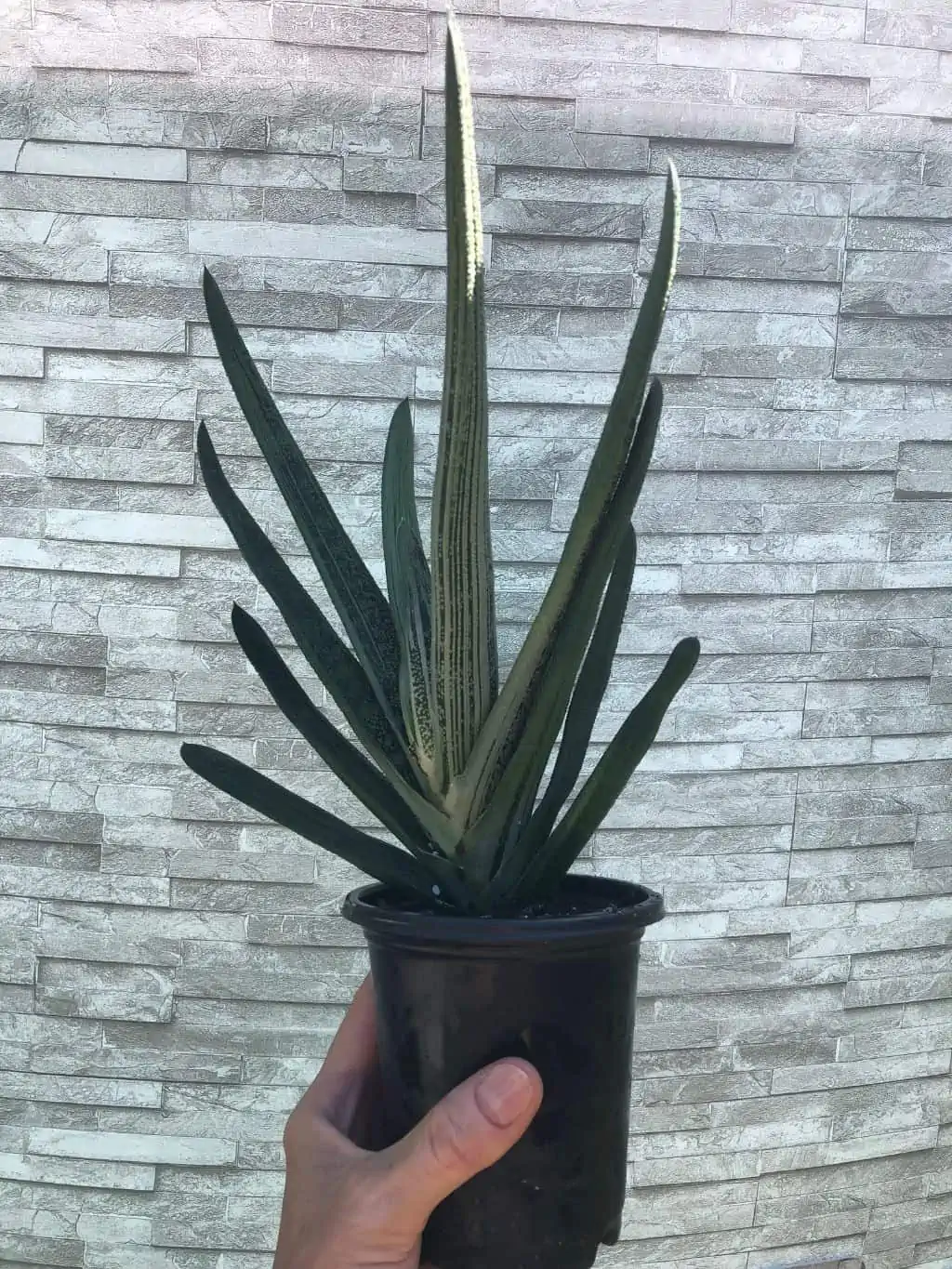 Live Gasteria Little Warty - Large Plant In 4" Pot - Image 5