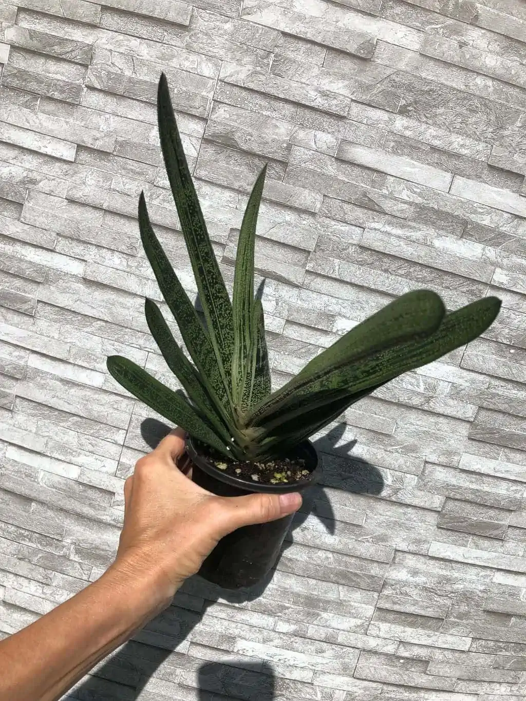 Live Gasteria Little Warty - Large Plant In 4" Pot - Image 2