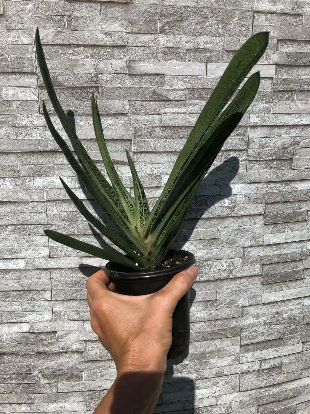 Live Gasteria Little Warty - Large Plant In 4" Pot - Image 3