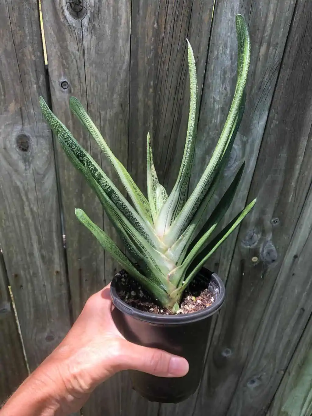 Live Gasteria Little Warty - Large Plant In 4" Pot - Image 7