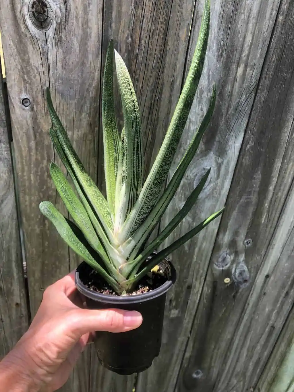 Live Gasteria Little Warty - Large Plant In 4" Pot
