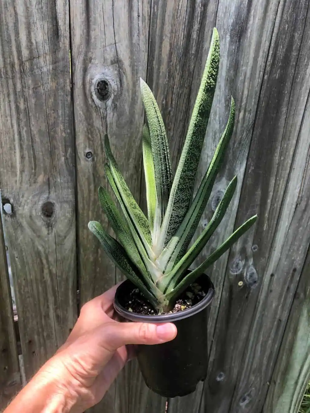 Live Gasteria Little Warty - Large Plant In 4" Pot - Image 8