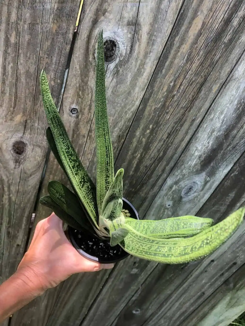 Live Gasteria Little Warty - Large Plant In 4" Pot - Image 9