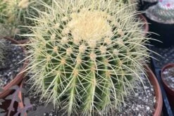 Large Golden Barrel Cactus | 10" Pot