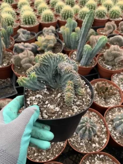 Myrtillocactus Cristata----Blue Candle Crested