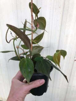 LIVE Philodendron Micans Plant In 4" Pot