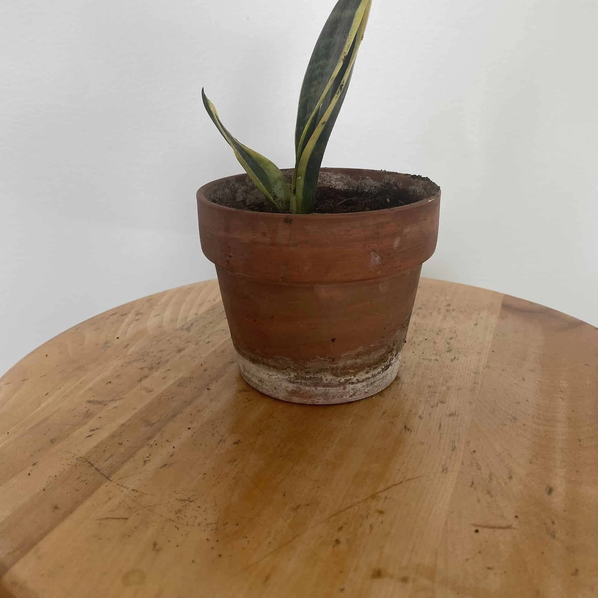 Sansevieria (Snake Plant) | Mini - Image 2