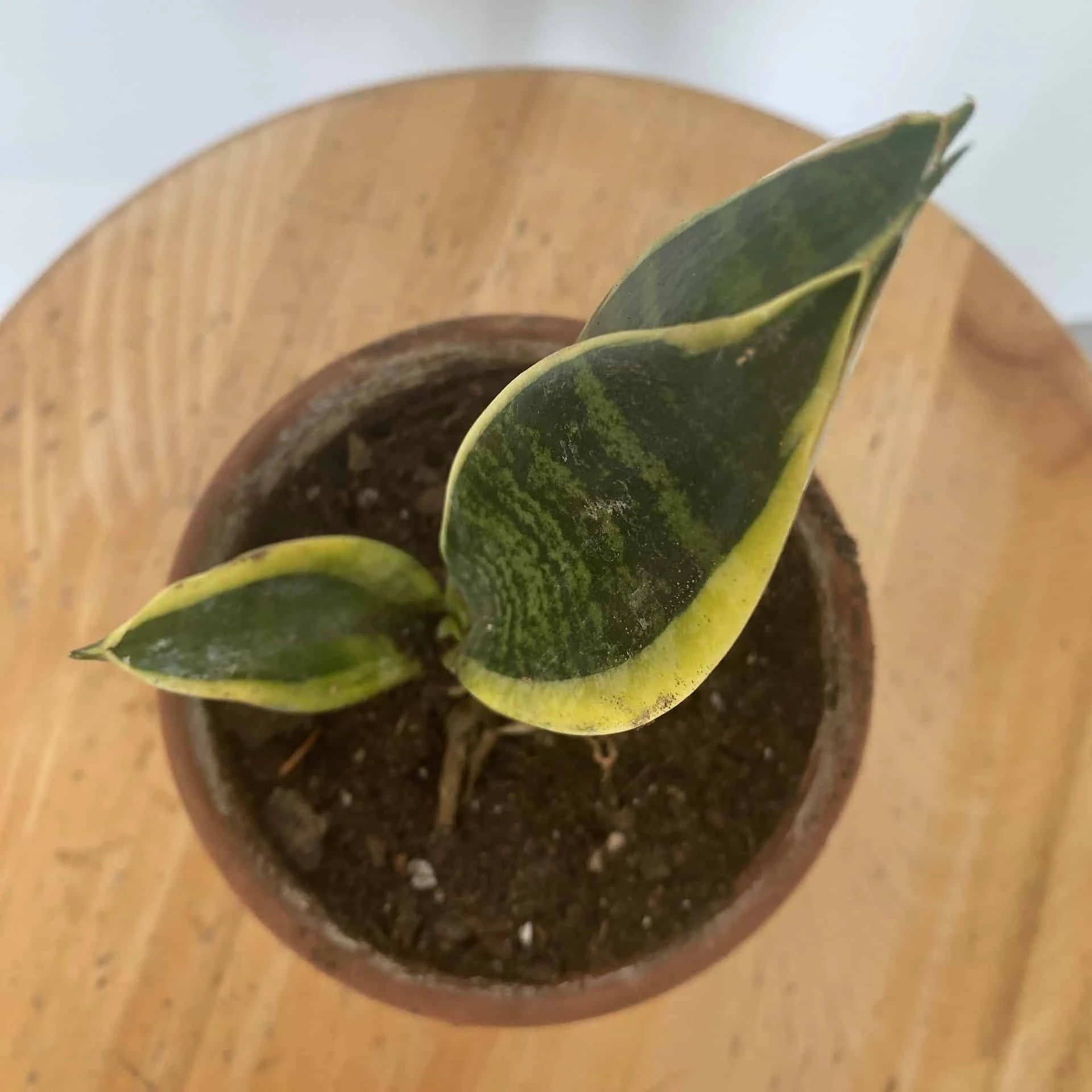 Sansevieria (Snake Plant) | Mini - Image 3