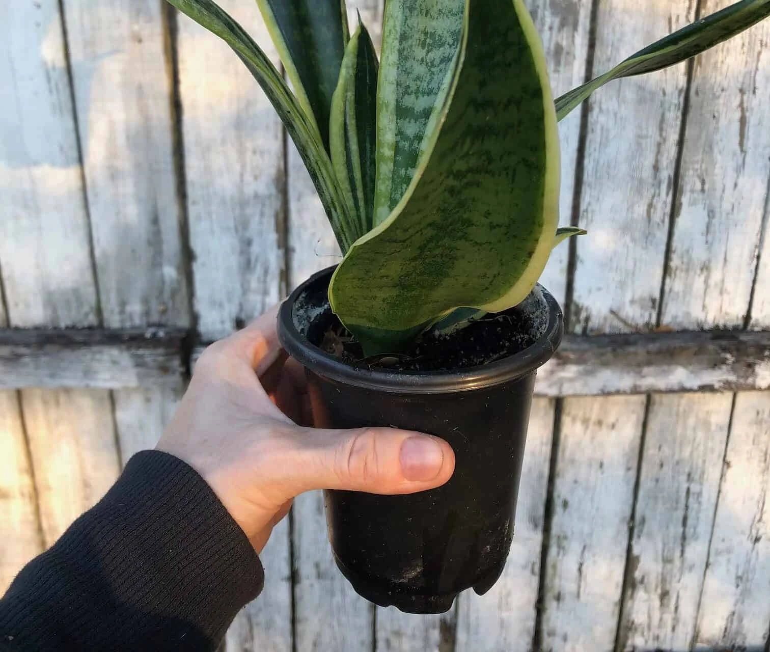 Sansevieria Laurentii Snake Plant | 4 Inch Pot