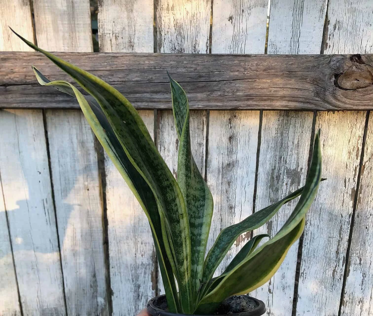 Sansevieria Laurentii Snake Plant | 4 Inch Pot - Image 2