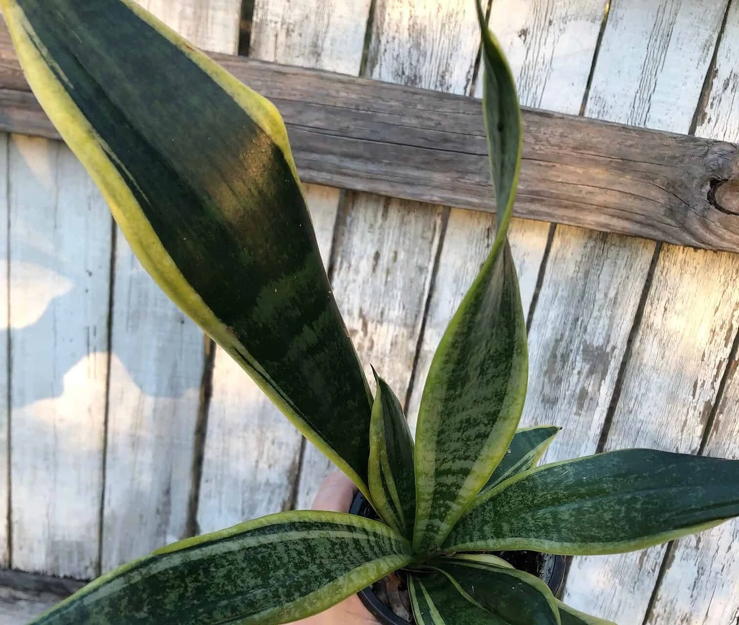Sansevieria Laurentii Snake Plant | 4 Inch Pot - Image 3