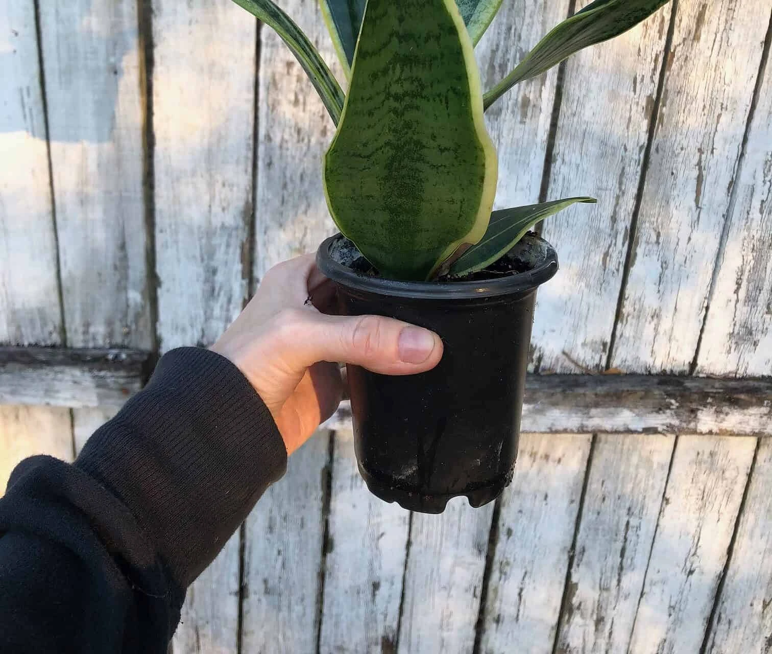 Sansevieria Laurentii Snake Plant | 4 Inch Pot - Image 4