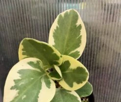 Peperomia Obtusifolia Variegata In 3" Pot