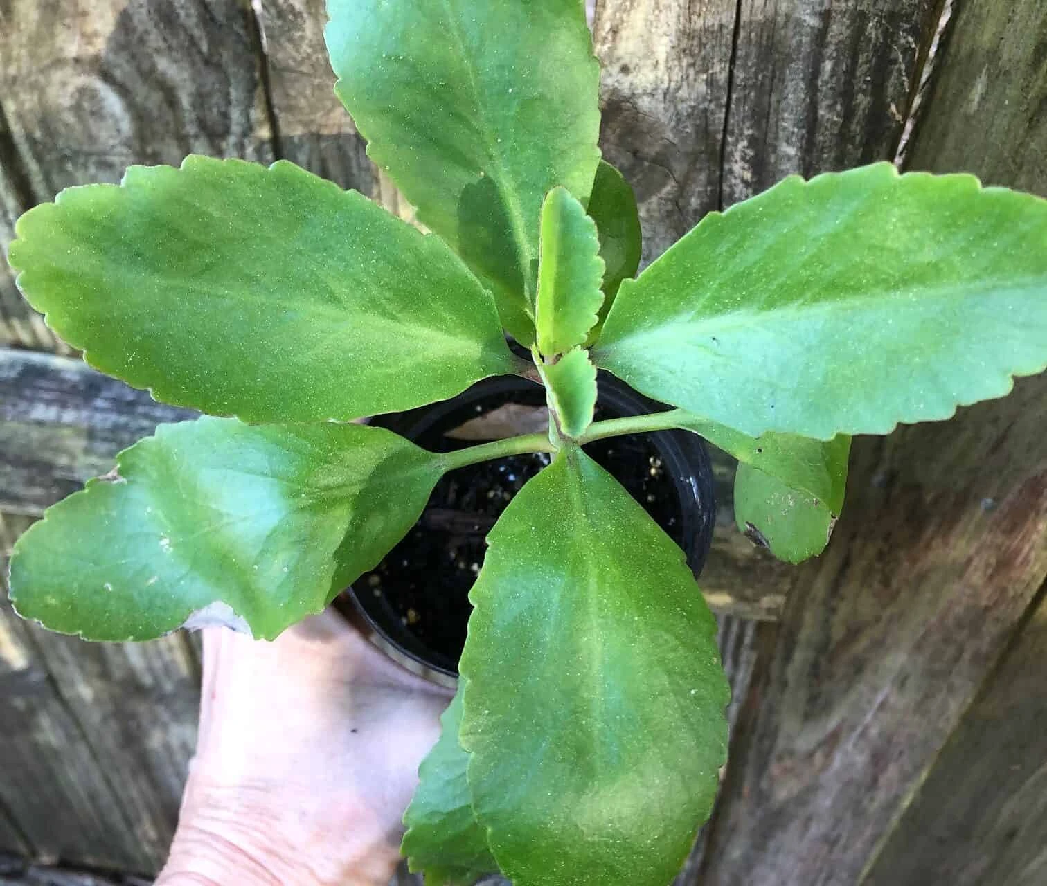 Kalanchoe Pinnata In 3 Or 4 Inches Pot, Miracle Leaf Plant - Image 5