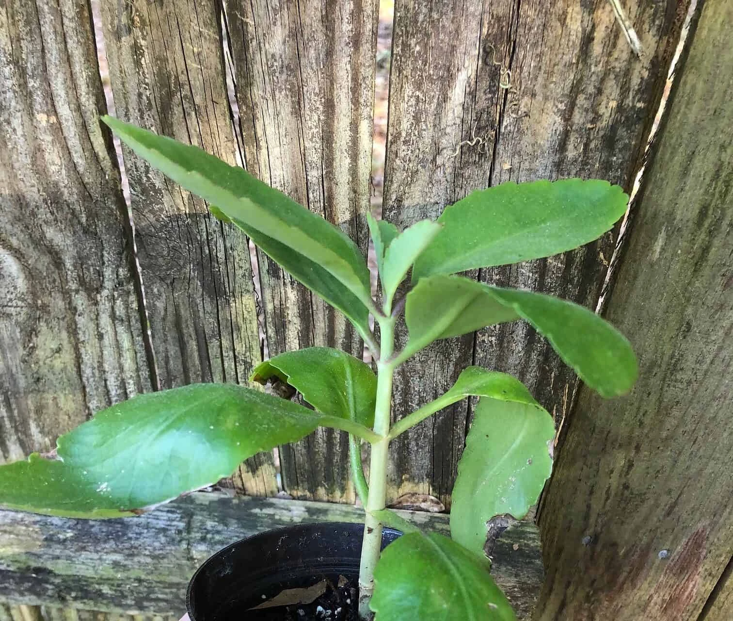 Kalanchoe Pinnata In 3 Or 4 Inches Pot, Miracle Leaf Plant - Image 4