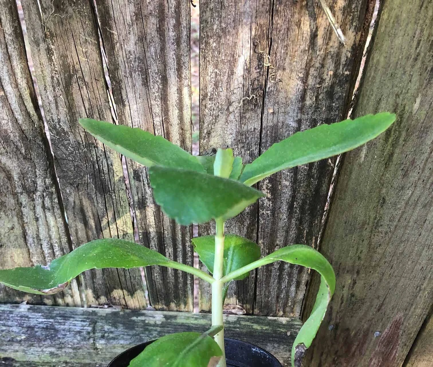 Kalanchoe Pinnata In 3 Or 4 Inches Pot, Miracle Leaf Plant - Image 3