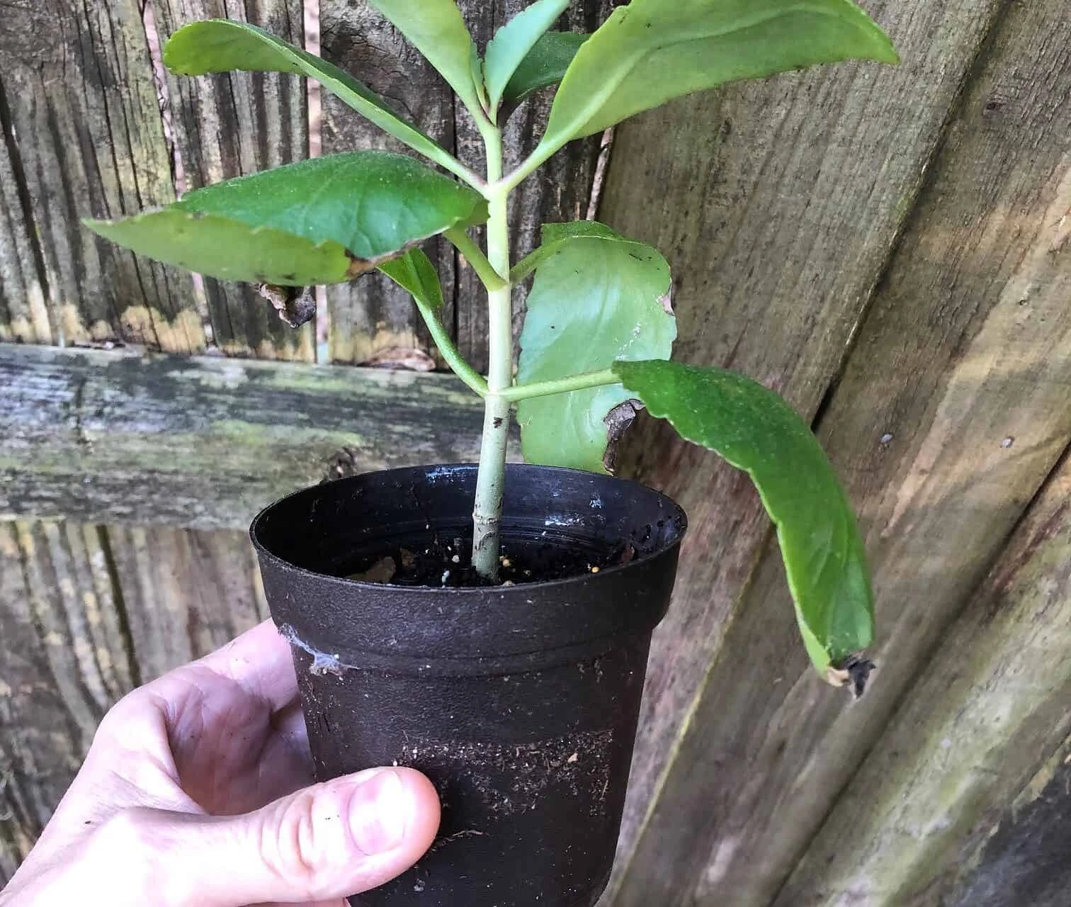 Kalanchoe Pinnata In 3 Or 4 Inches Pot, Miracle Leaf Plant - Image 2