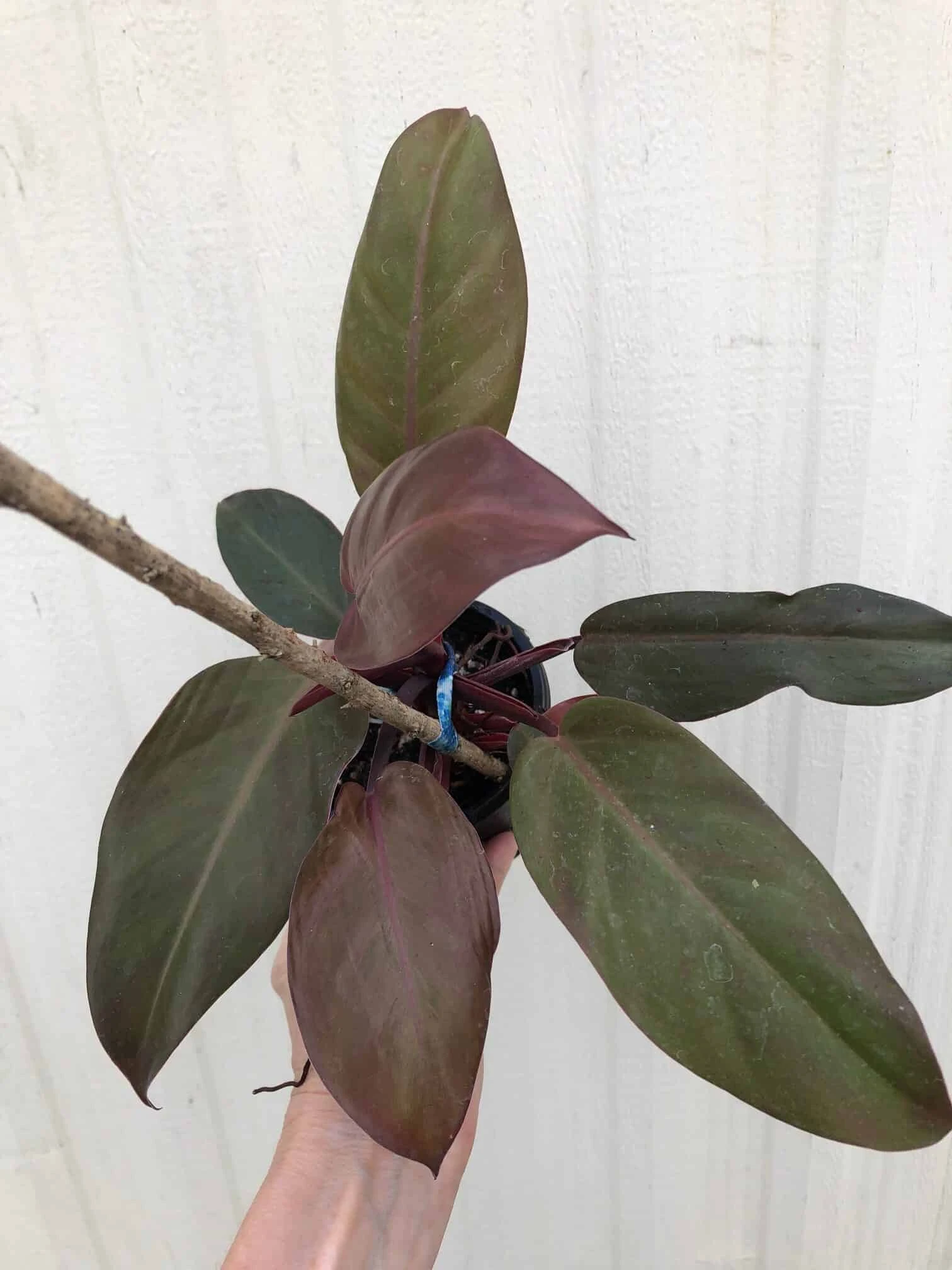 Philodendron 'McColley's Finale' Plant In 4" Pot