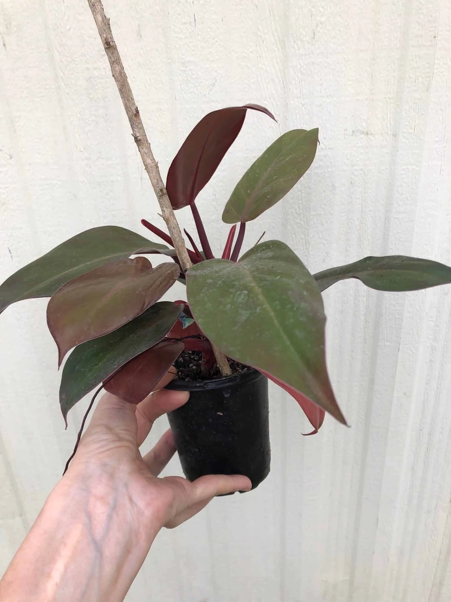 Philodendron 'McColley's Finale' Plant In 4" Pot - Image 2