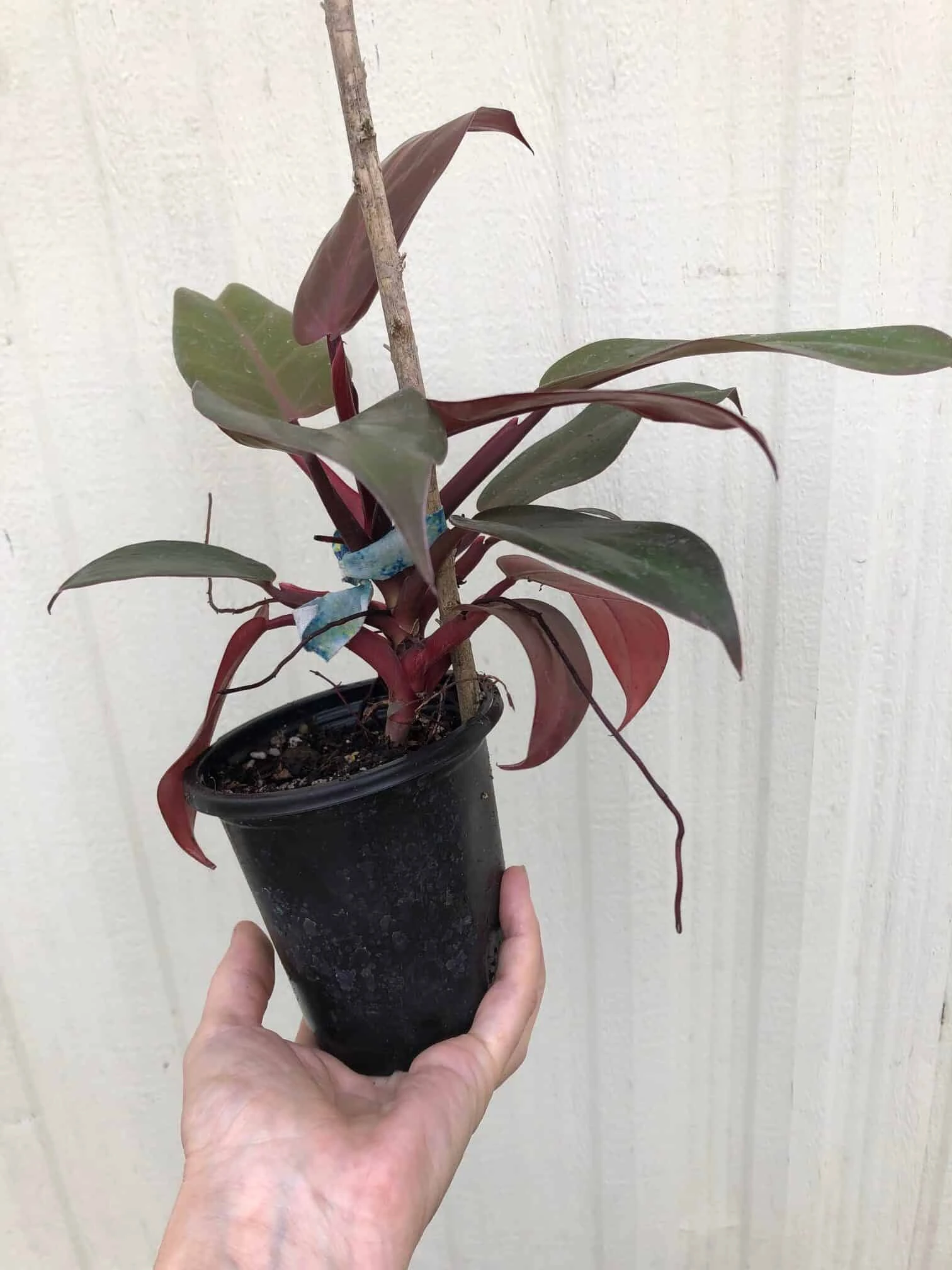 Philodendron 'McColley's Finale' Plant In 4" Pot - Image 3