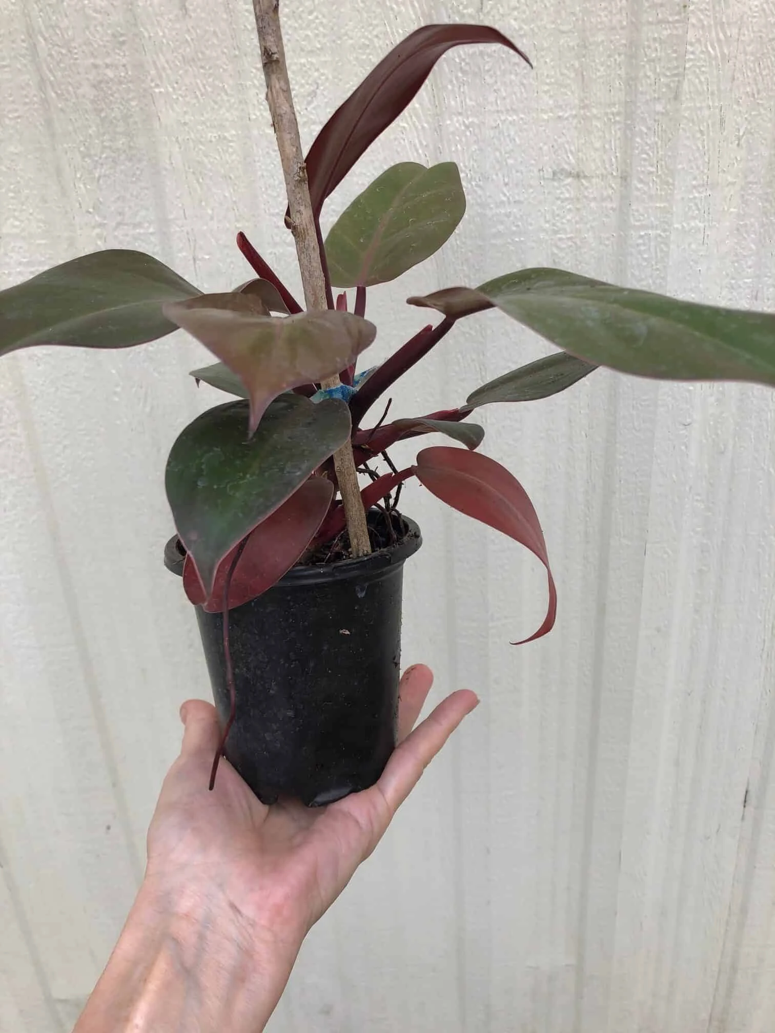 Philodendron 'McColley's Finale' Plant In 4" Pot - Image 4