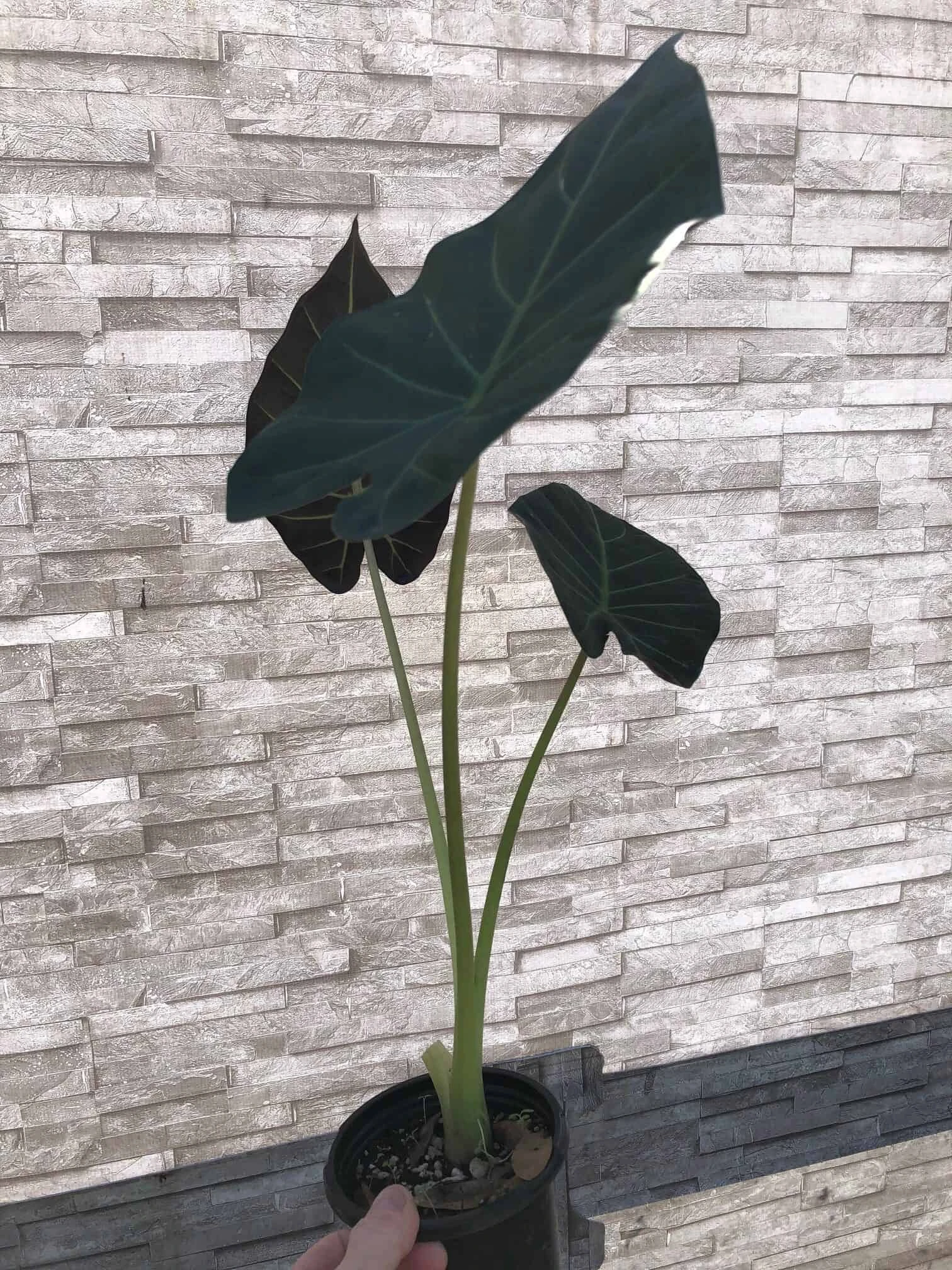 Alocasia 'Regal Shields' - Elephant Ear Plant In 4" Pot - Image 5