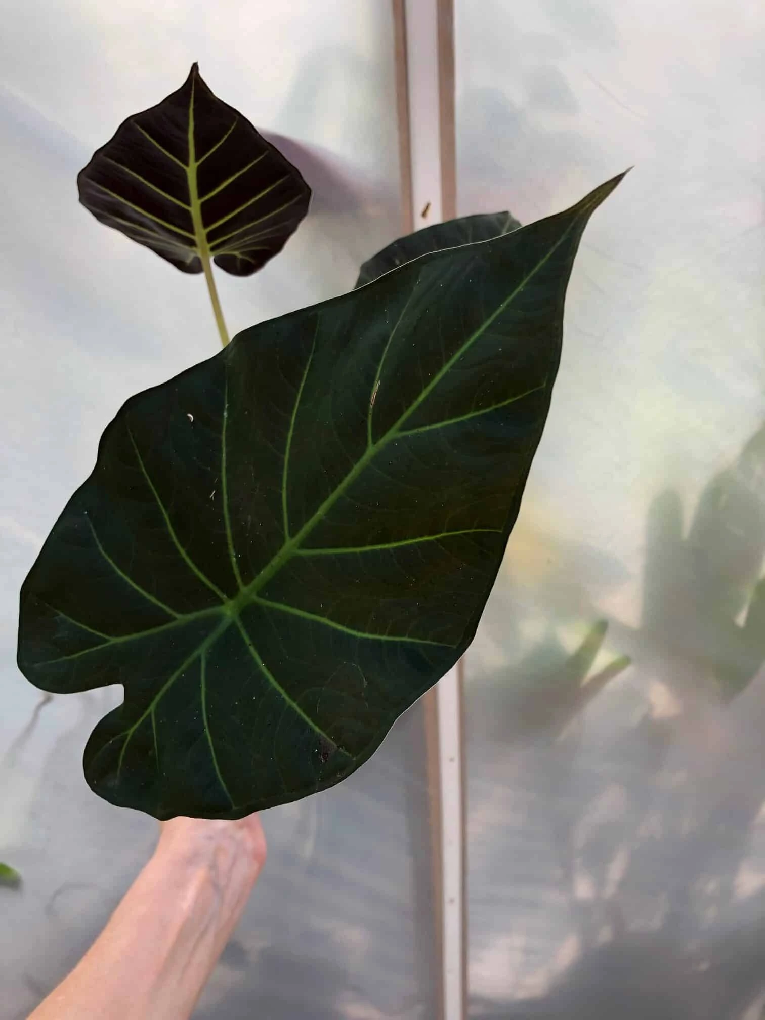 Alocasia 'Regal Shields' - Elephant Ear Plant In 4" Pot - Image 6