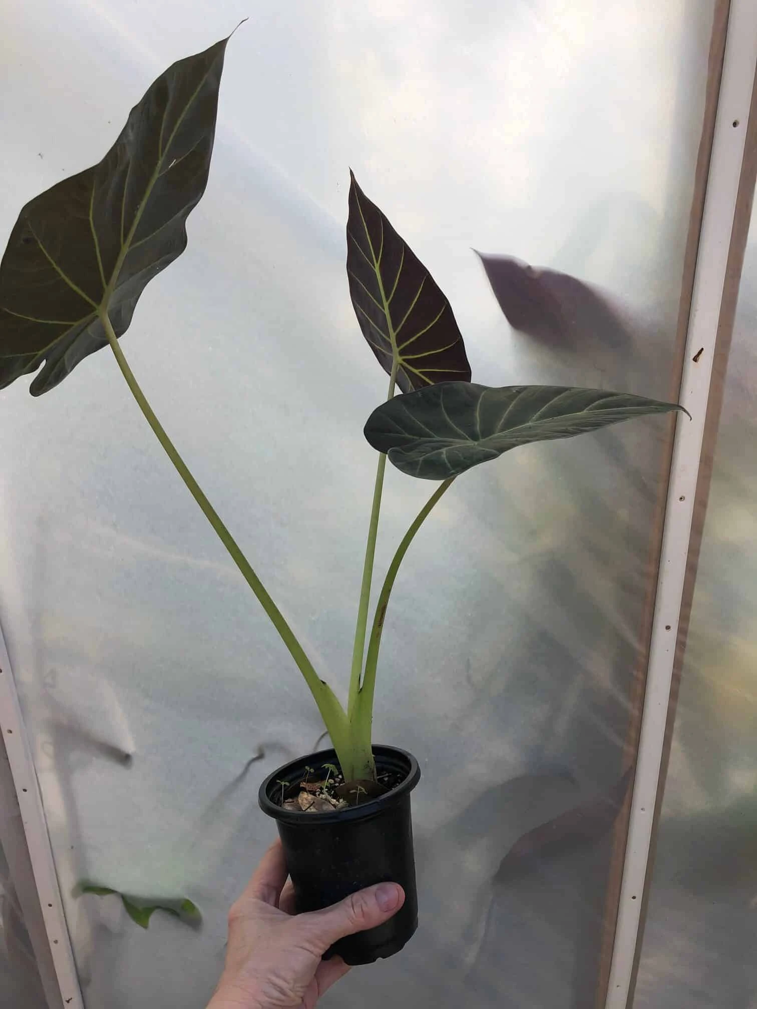 Alocasia 'Regal Shields' - Elephant Ear Plant In 4" Pot - Image 7