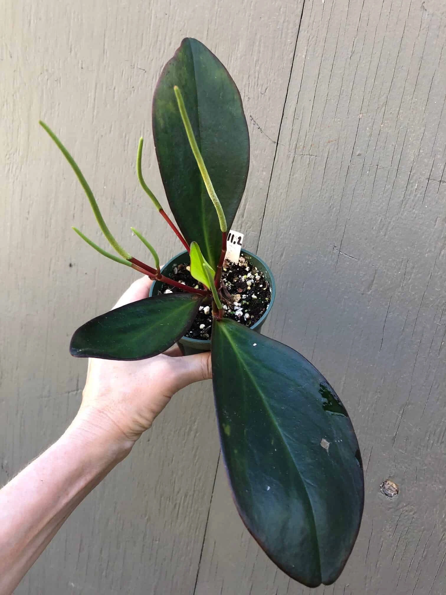 Peperomia Clusiifolia Red Edge In 3" Pot