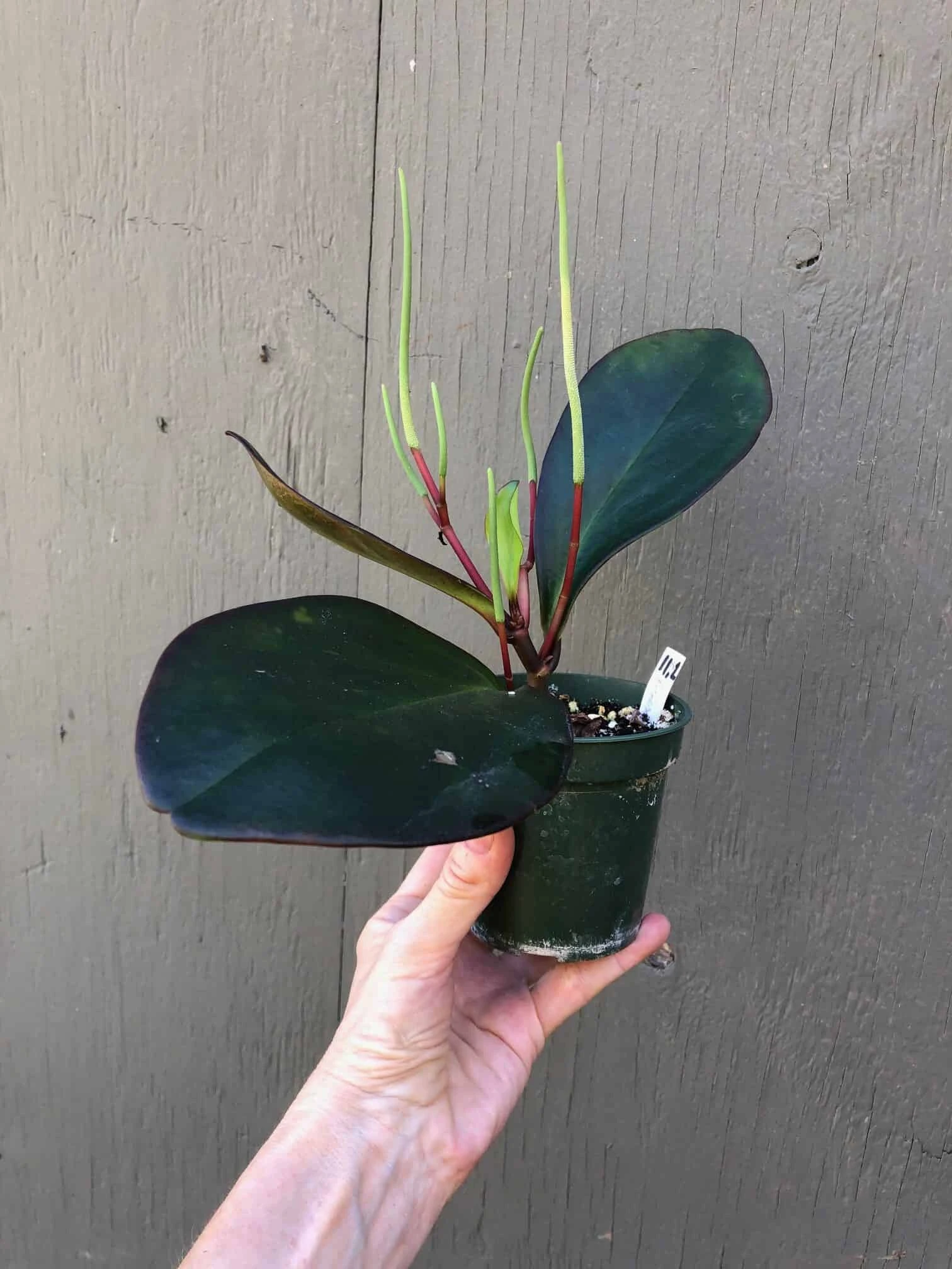 Peperomia Clusiifolia Red Edge In 3" Pot - Image 2