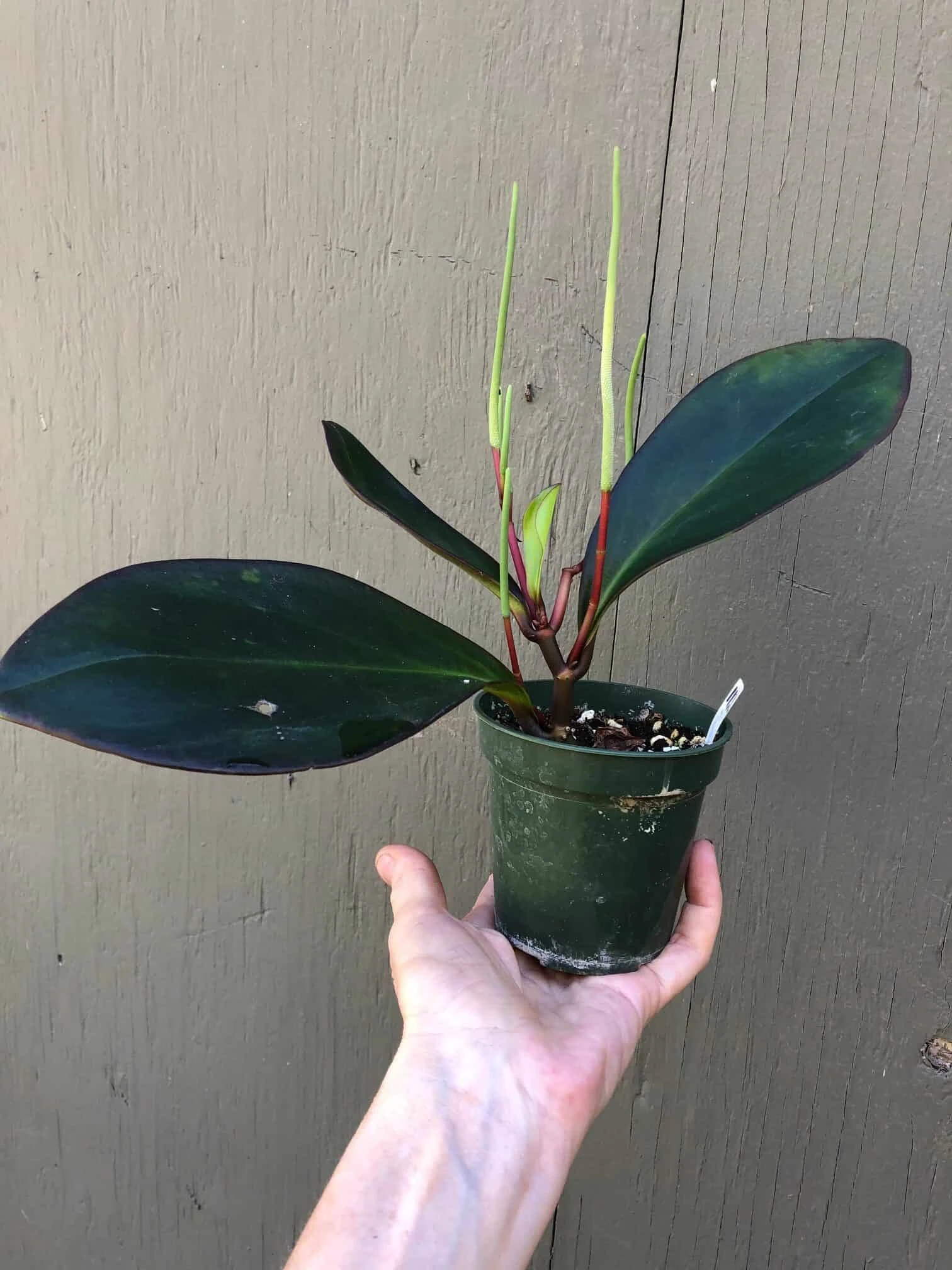 Peperomia Clusiifolia Red Edge In 3" Pot - Image 3