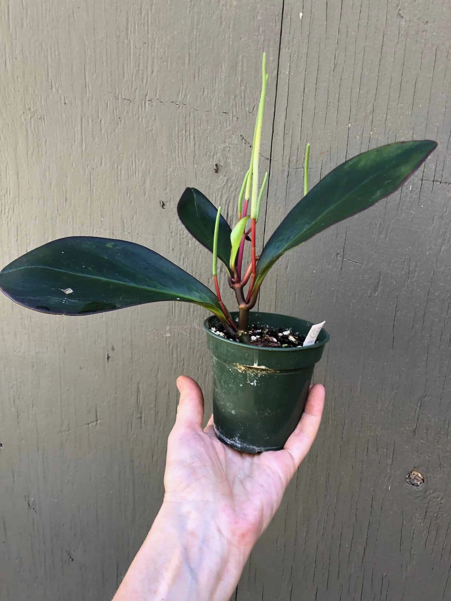 Peperomia Clusiifolia Red Edge In 3" Pot - Image 4