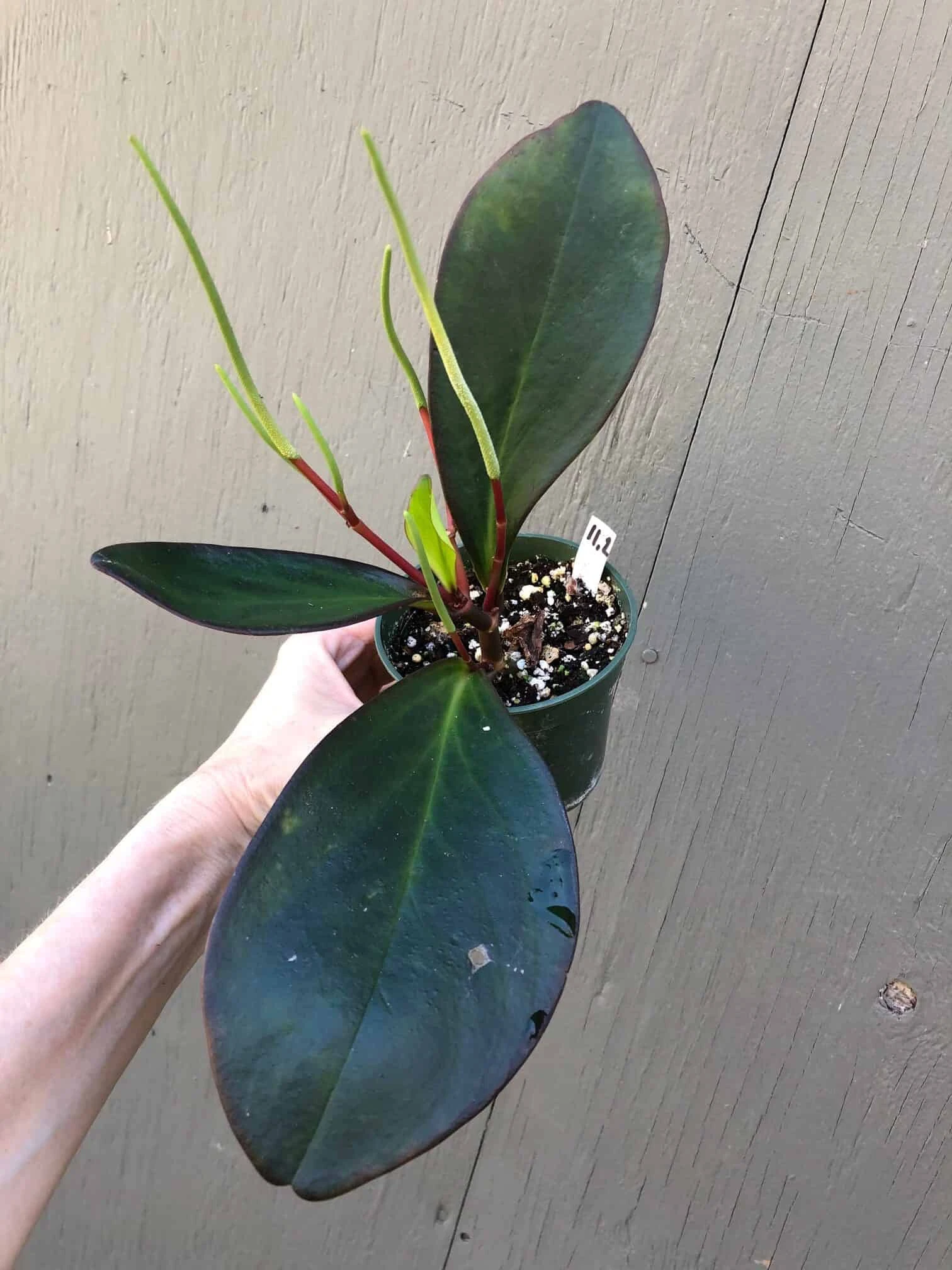 Peperomia Clusiifolia Red Edge In 3" Pot - Image 5