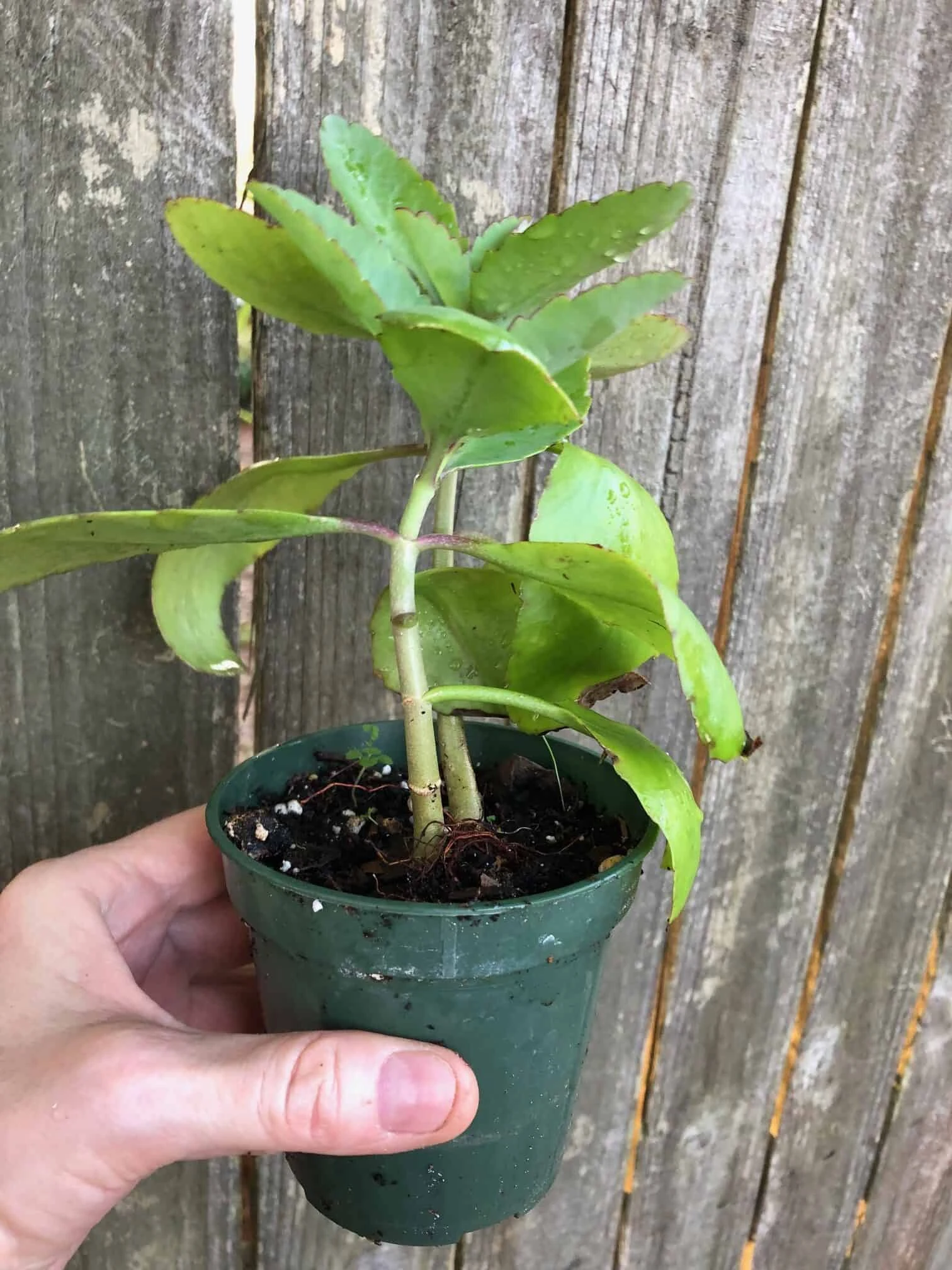 Kalanchoe Pinnata In 3 Or 4 Inches Pot, Miracle Leaf Plant - Image 10