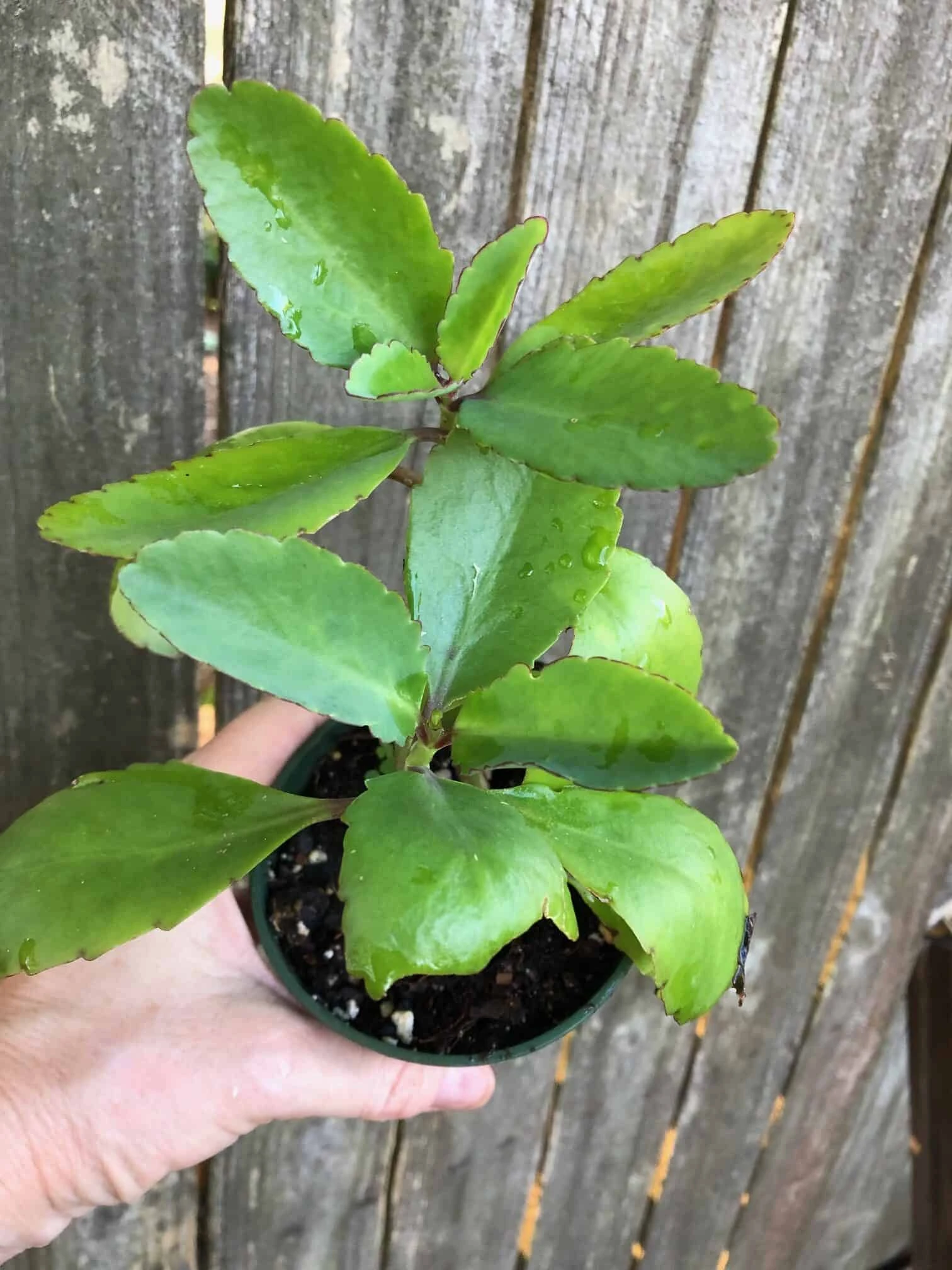 Kalanchoe Pinnata In 3 Or 4 Inches Pot, Miracle Leaf Plant - Image 9