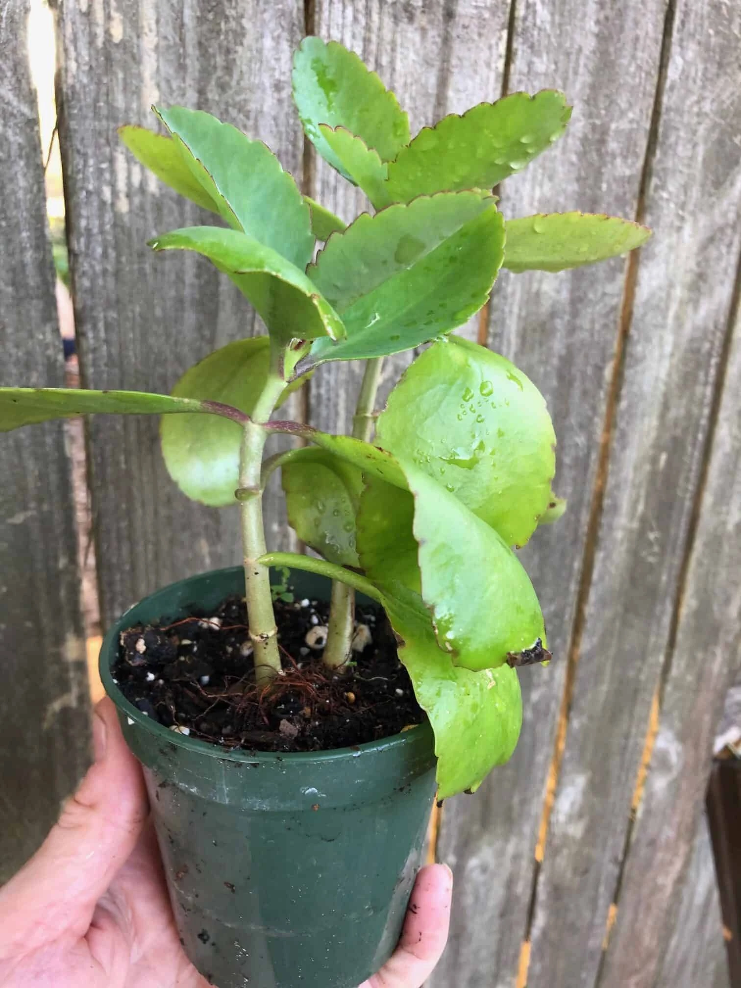 Kalanchoe Pinnata In 3 Or 4 Inches Pot, Miracle Leaf Plant - Image 8