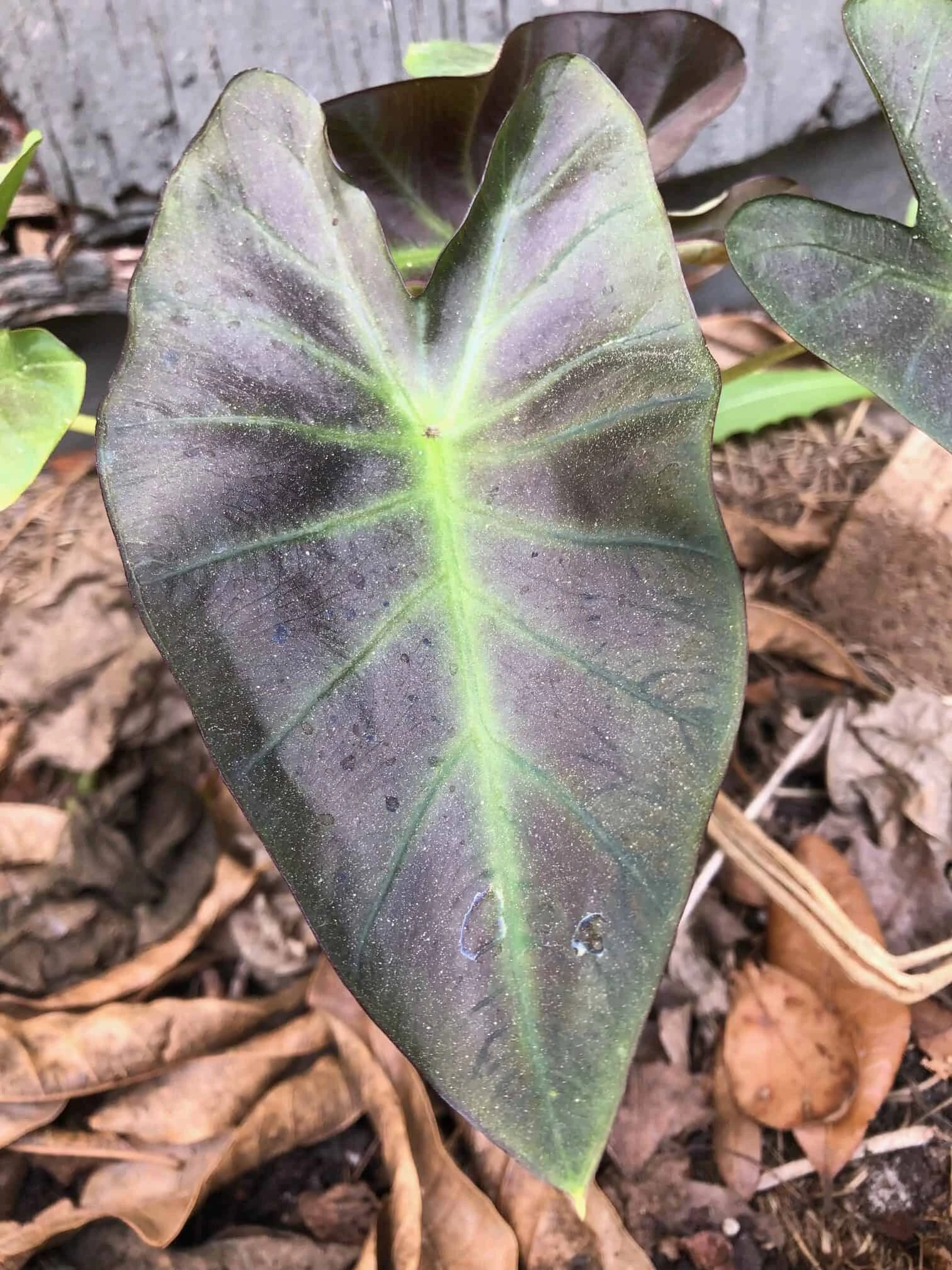 Colocasia Esculenta 'Aloha' In 4" Pot - Image 2